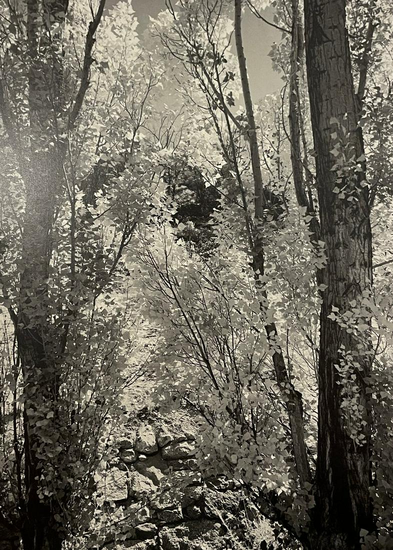 Ansel Adams - Poplars, 1937 (1 of 1)