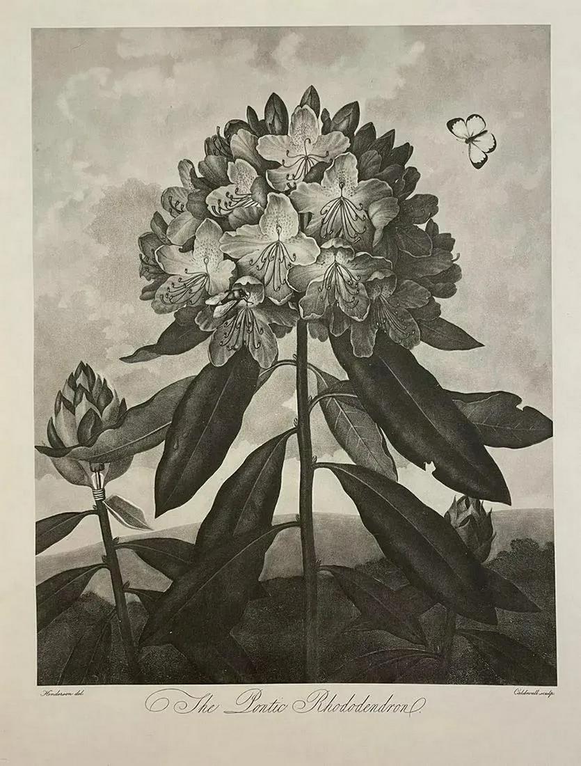 Robert John Thornton - The Lontic Rhododendron, Colored Print: ROBERT JOHN THORNTON (1768-1837) The Lontic Rhododendron Print in Colors 11" x 14"