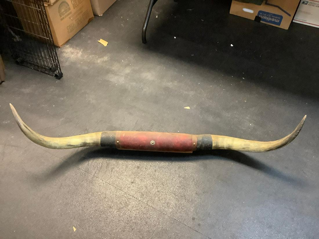 Animal Horn on Wood 52" (1 of 1)