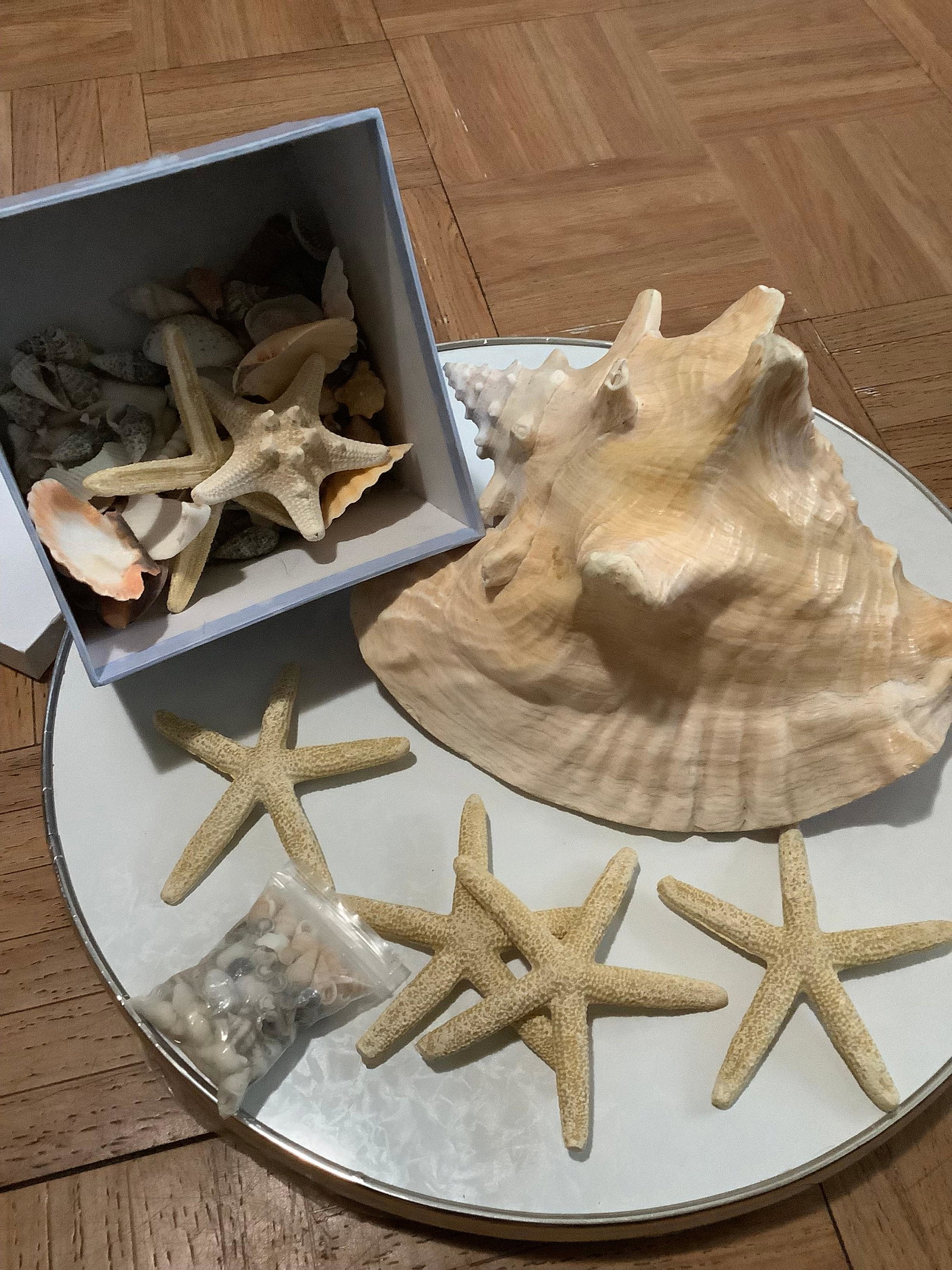 Lot of Shells: Lot of Shells
