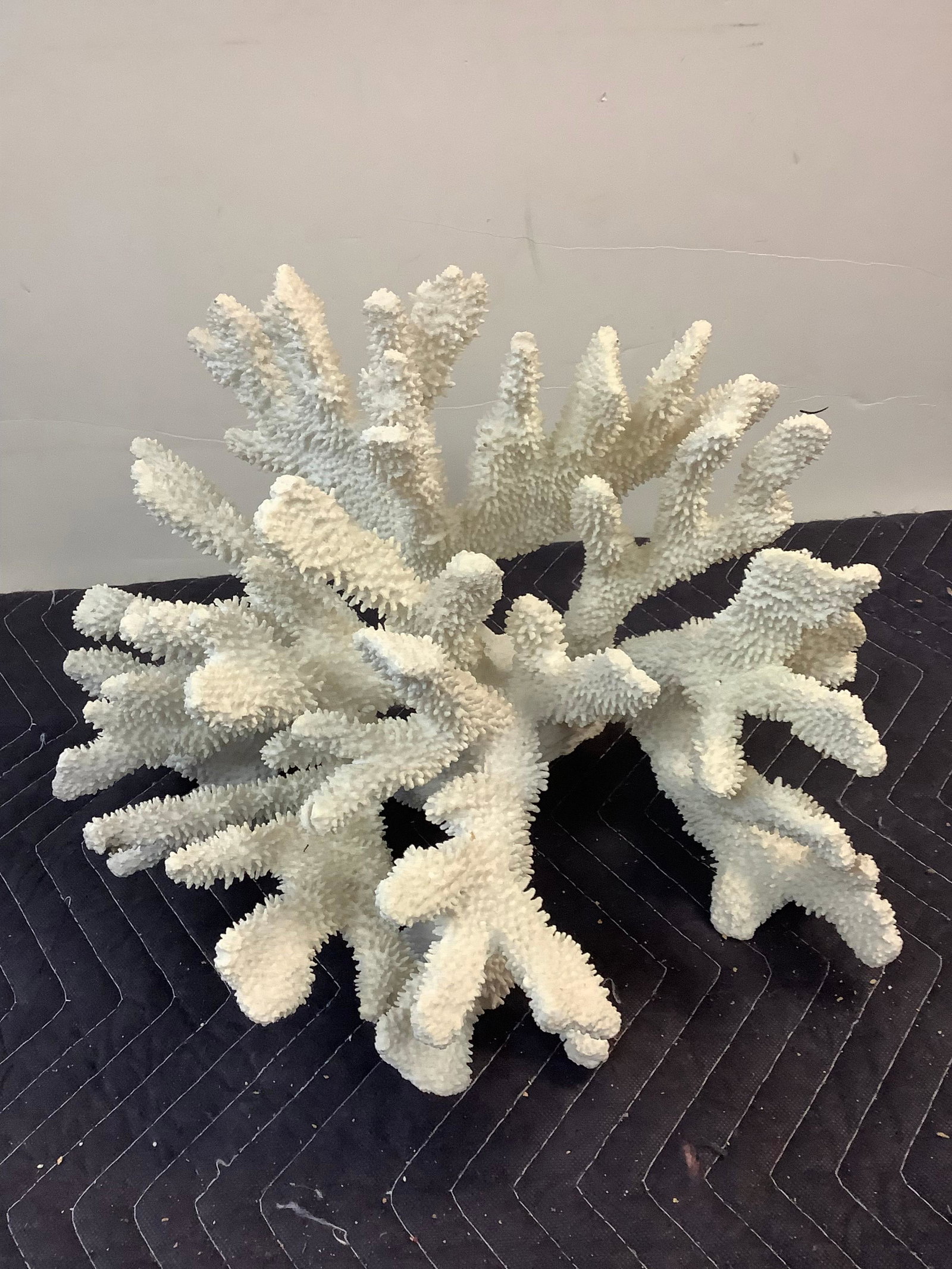 Fake white coral reef: Fake white coral reef