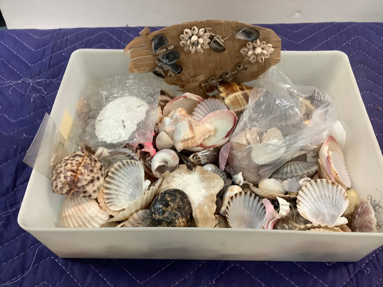 lot of shells: lot of shells