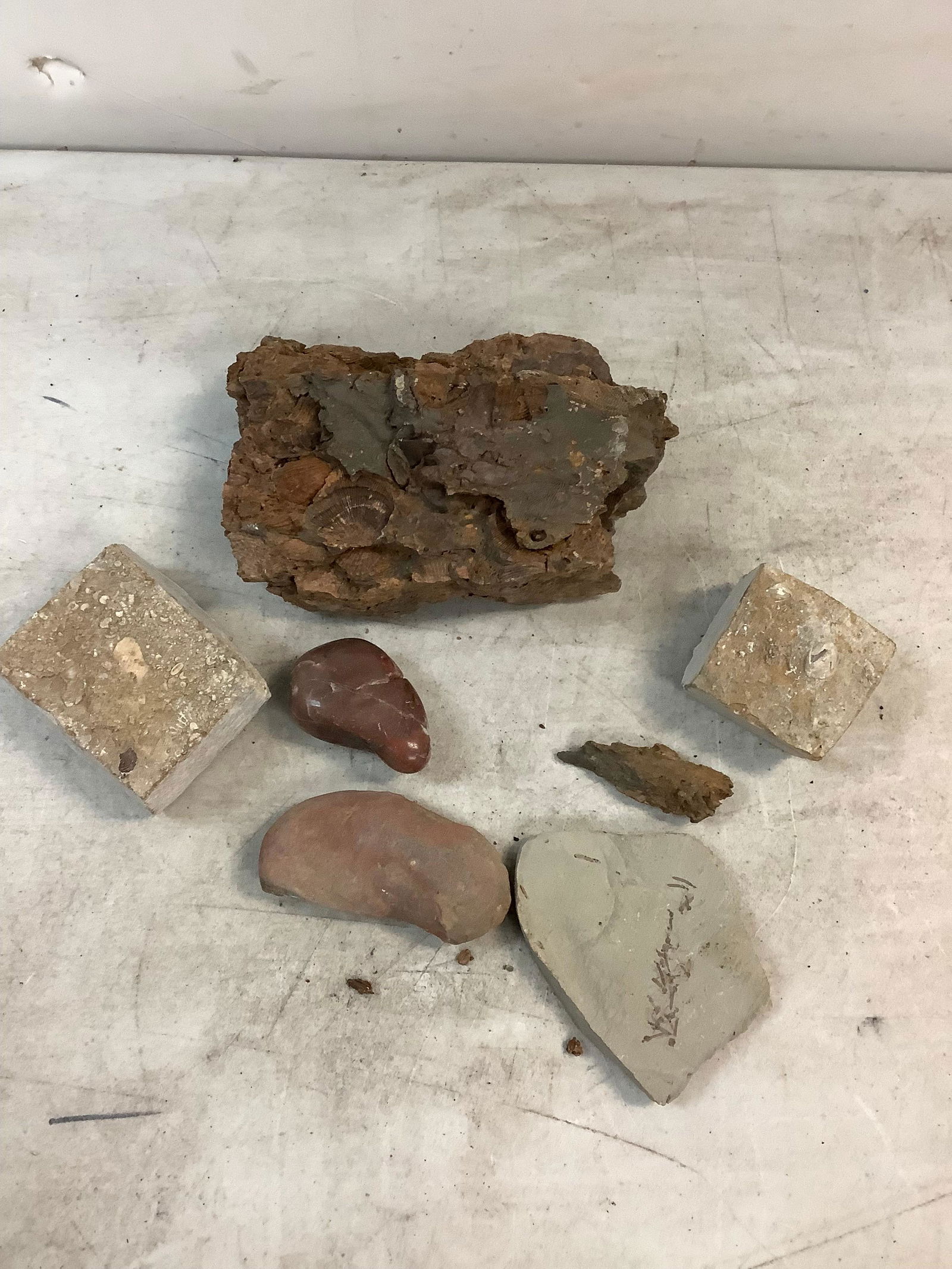 Lots of fossil's and minerals: Lots of fossil's and minerals