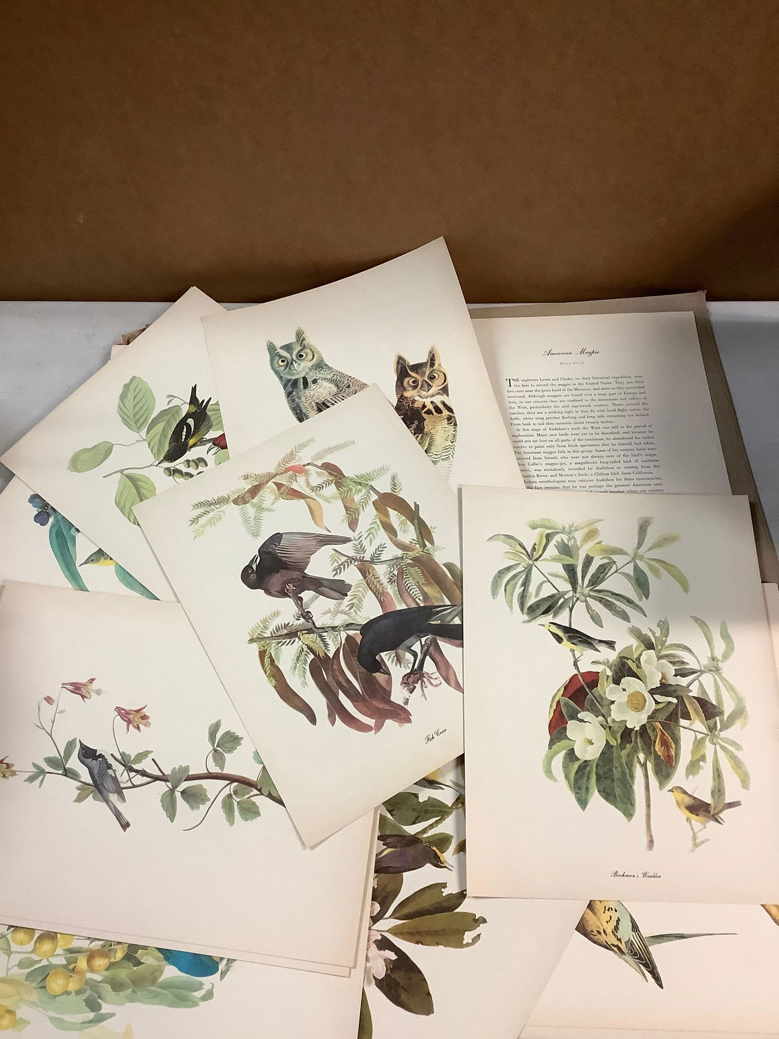 Audubon book of nature art(birds, flowers, and more) (1 of 1)