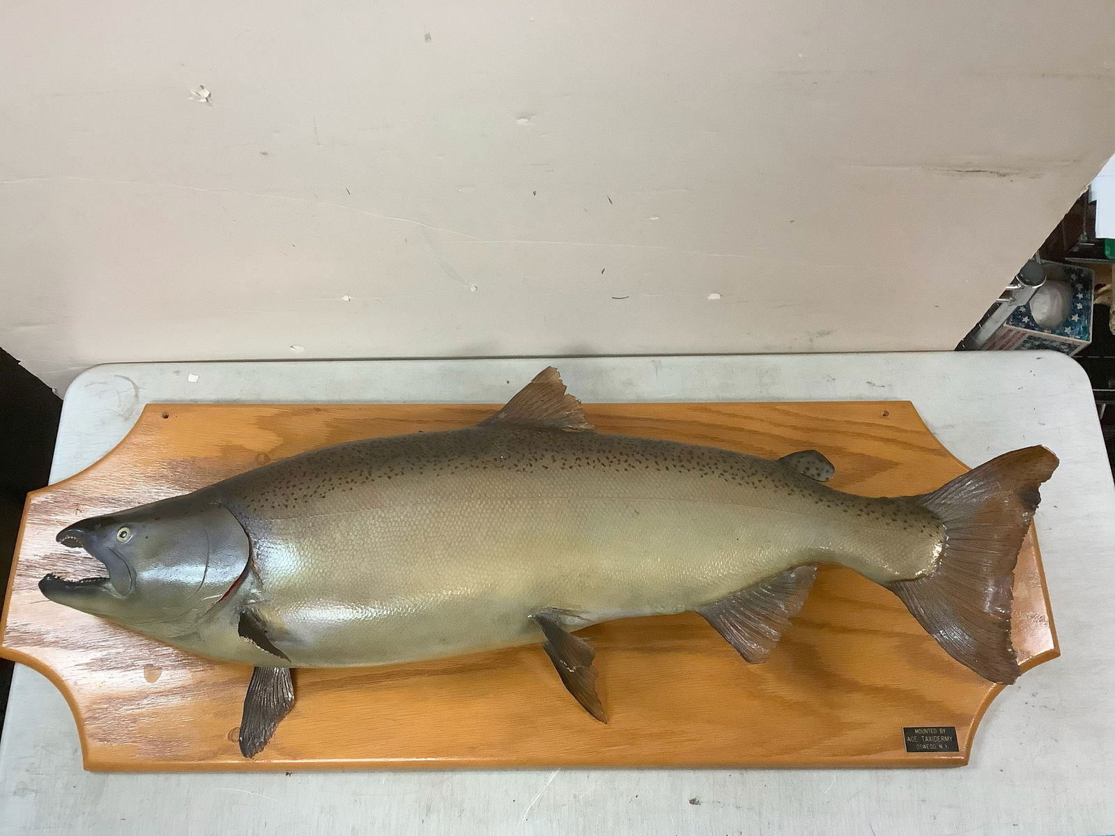 Large FIsh Mounted by Ace Taxidermy Oswego, NY 15.5 x 44 (1 of 1)