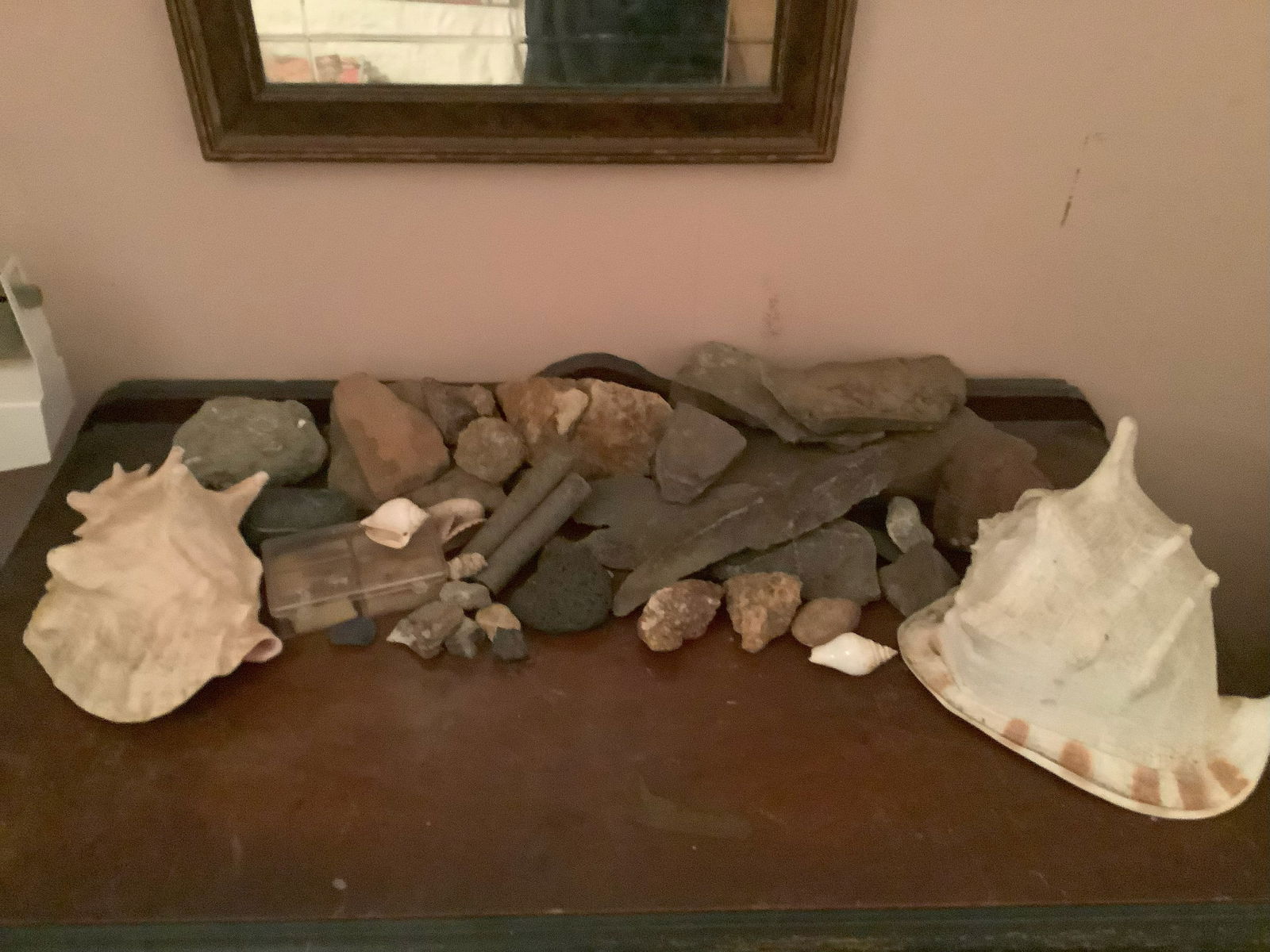 Lot of Sea Shells, Fossils and Rocks: Lot of Sea Shells, Fossils and Rocks