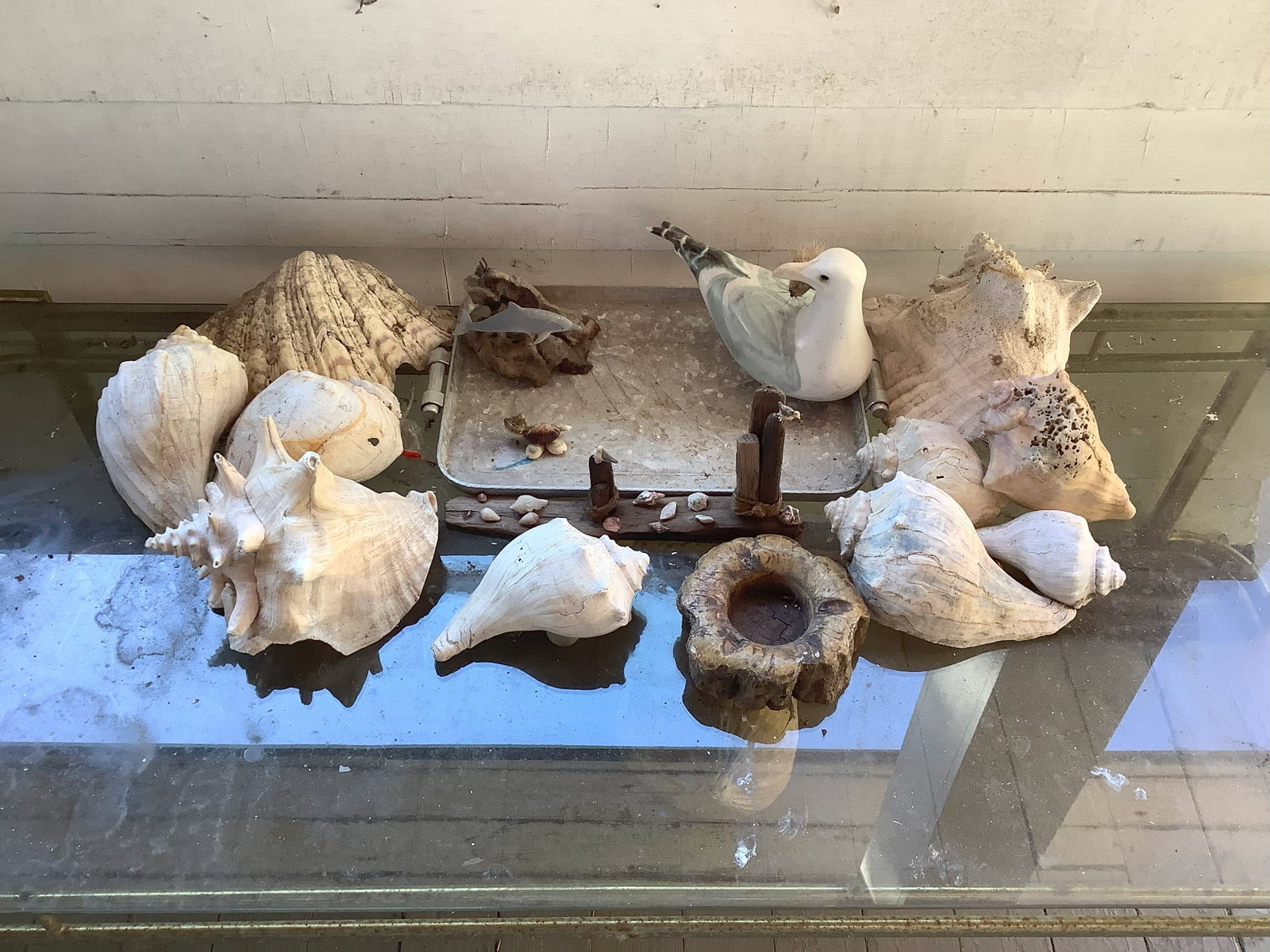 Lot of Shells and Birds: Lot of Shells and Birds