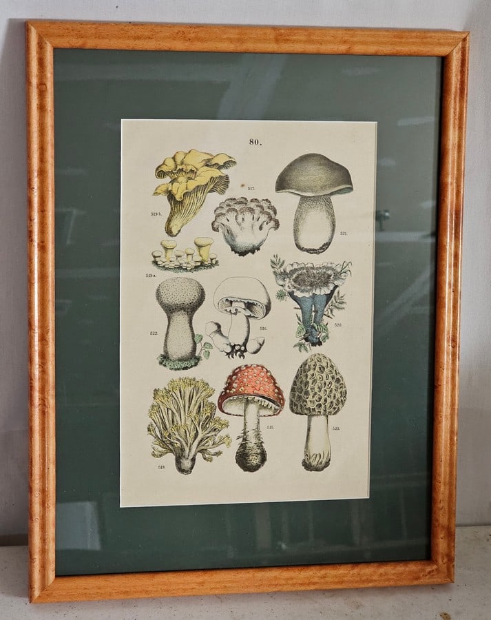 Framed Mushroom Vintage Print Art: total size 16x12"