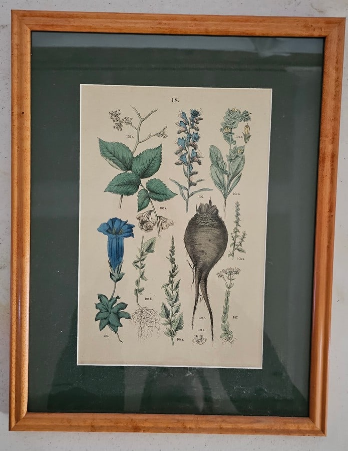 Vintage Herb Print Matches Mushroom Print: 16x12"