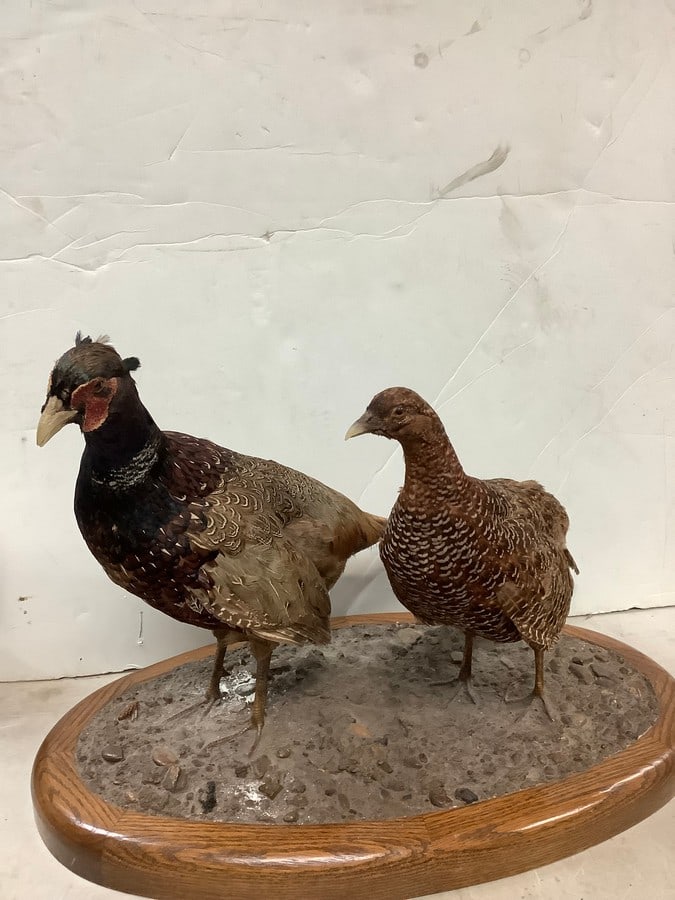 Lot of stuffed pheasants: Lot of stuffed pheasants