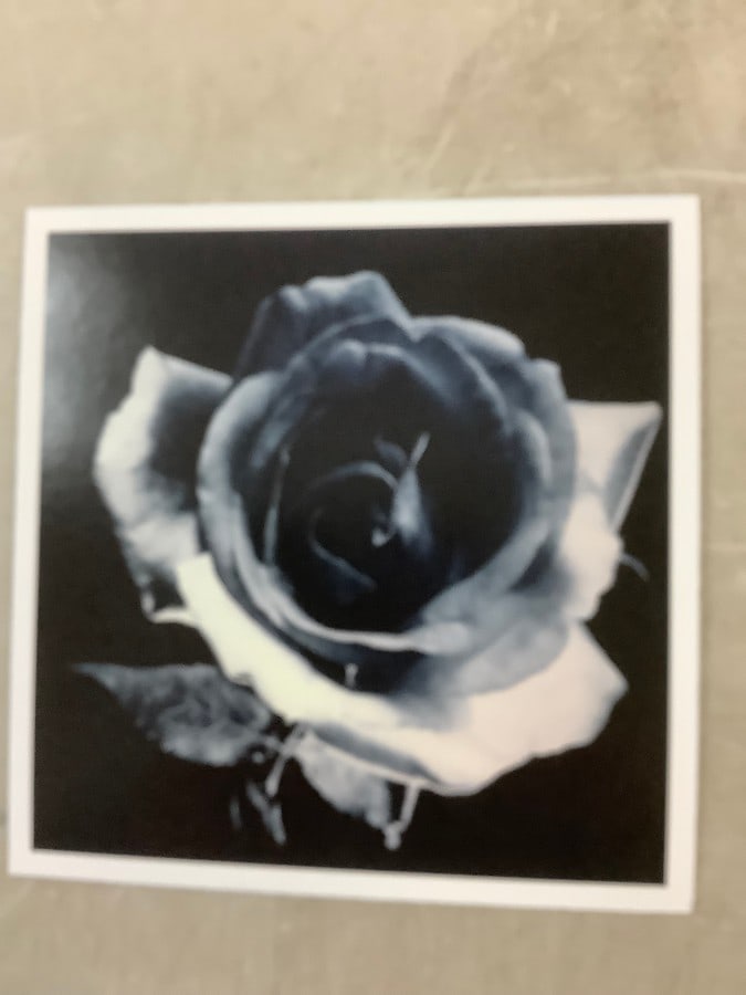 Robert Mapplethorpe Print in colors 7.5x7.5" (1 of 1)