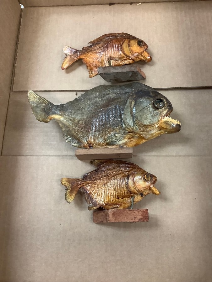 Mounted Piranhas (1 of 1)