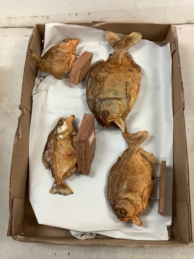 Mounted Piranhas (1 of 1)