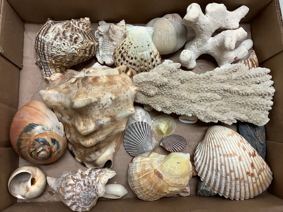 Lot of decorative seashells: Lot of decorative seashells