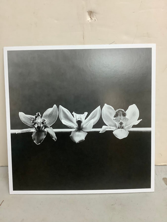 Orchid-1985 by Robert Mapplethorpe(gelatin silver print -10.75in.x10.75in.) (1 of 1)