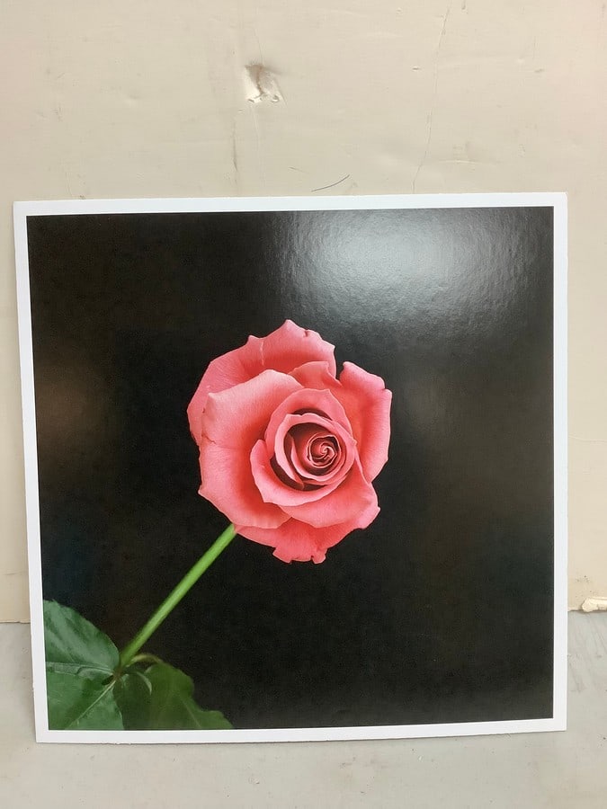 Rose-1989 by Robert Mapplethorpe(print on board-10.75in.x10.75in.) (1 of 1)