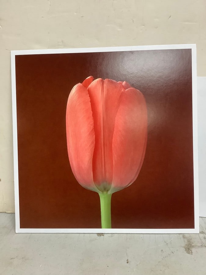 Tulip, 1988 by Robert Mapplethorpe (print on board-10.75in.x10.75in.) (1 of 1)