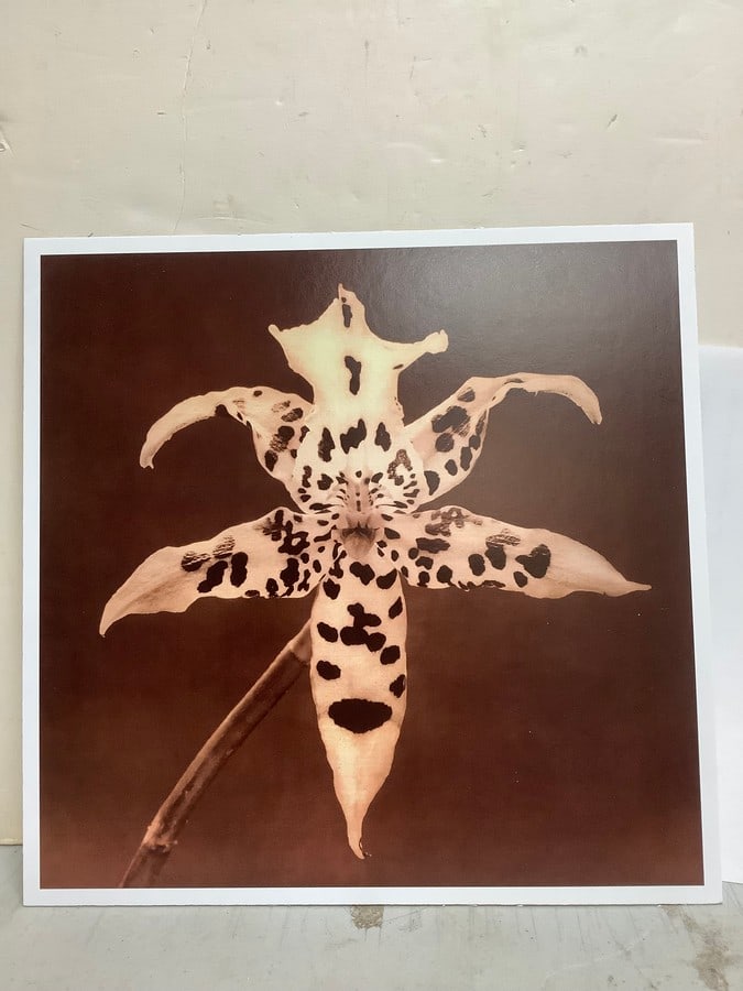 Tiger Orchid from flowers suite by Robert Mapplethorpe(print on board-1946-1989-10.75in.x10.5in.) (1 of 1)