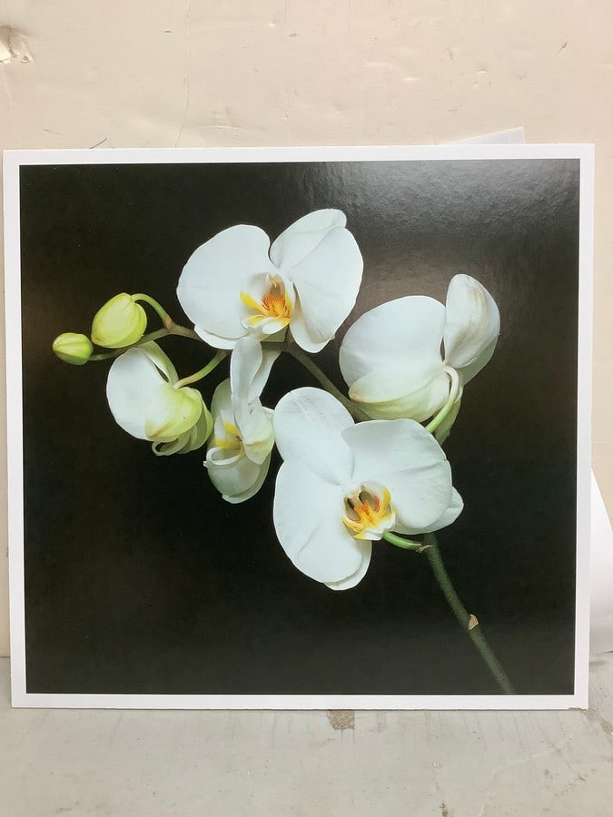 Orchid, 1989 print by Robert Mapplethorpe(dye transfer print-10.75in.x10.25in.) (1 of 1)