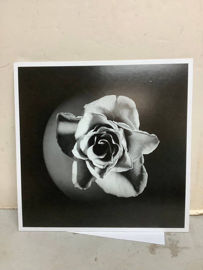 Rose, 1985 by Robert Mapplethorpe(print on board-10.75in.x10.75in.) (1 of 1)