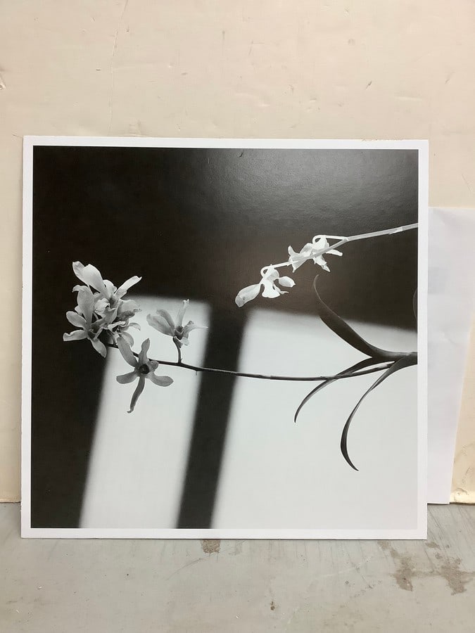 Robert Mapplethorpe print on board(10.75in.x10.75in.) (1 of 1)