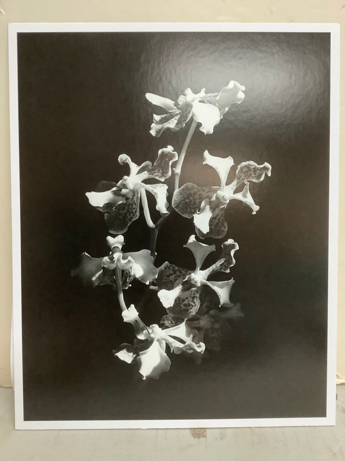 Lilacs by Robert Mapplethorpe(print on board-9.5in.x11.75in.) (1 of 1)