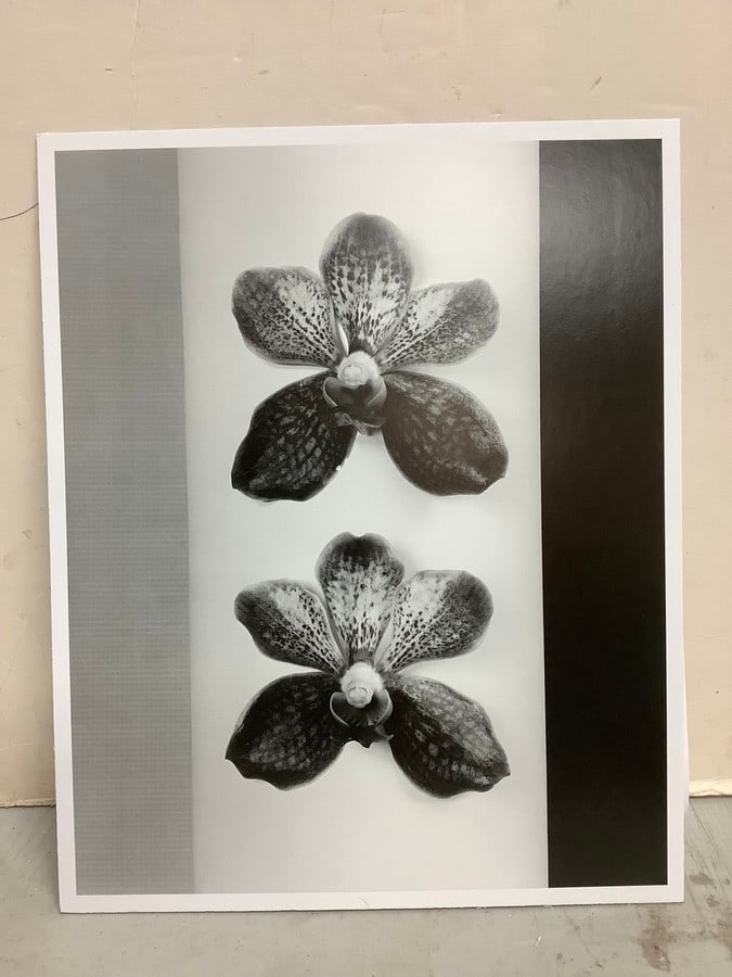 Robert Mapplethorpe floral print on board-(9.5in.x11.75in.) (1 of 1)