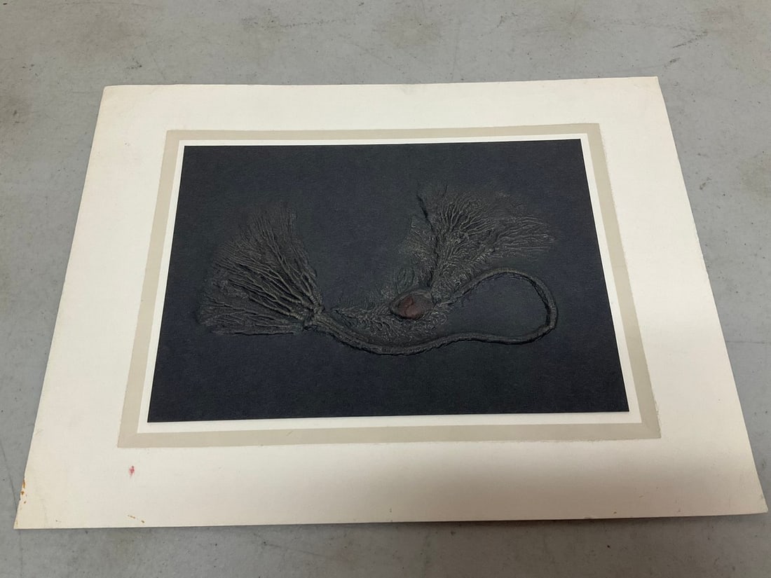 Fossil artwork(9.25in.x12.25in.): Fossil artwork(9.25in.x12.25in.)