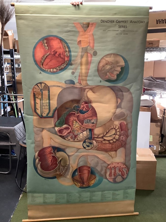 Denoyer Geppert Anatomy - Digestive System Chart (72inx42.5in) (1 of 1)