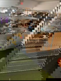 Peppa Pig Camper Van (17.5inx8inx5.5in)