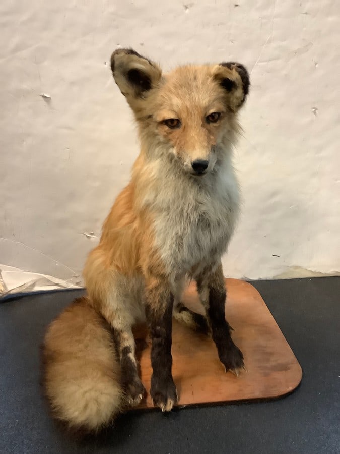 Fox hunting trophy 21.5in tall (1 of 1)