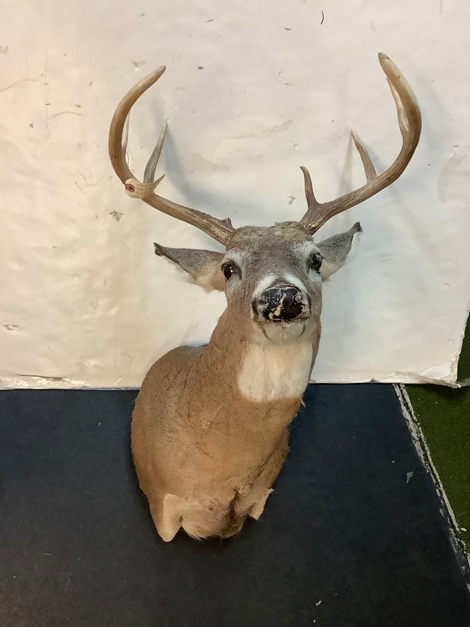 7 point buck hunting trophy (1 of 1)