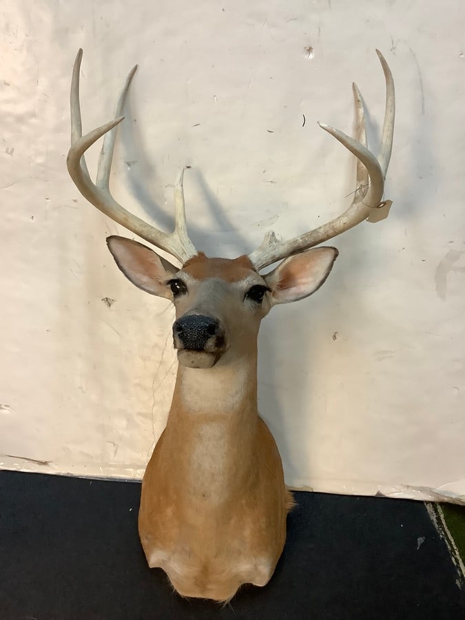 7 point buck hunting trophy (1 of 1)