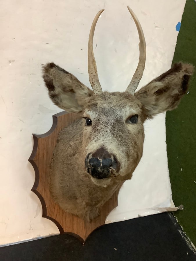 2 point buck hunting trophy (1 of 1)
