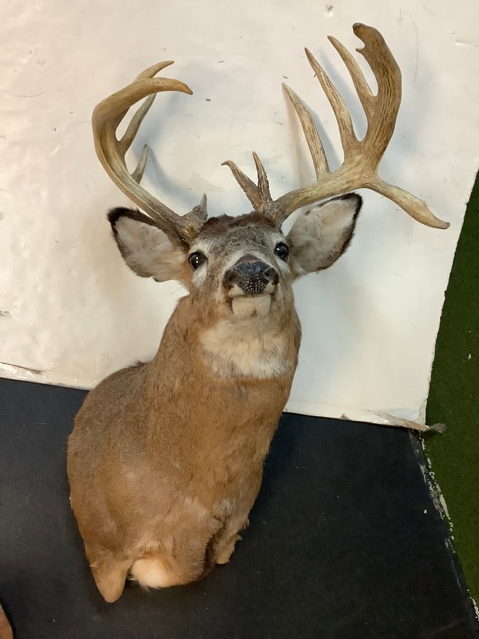 12 point buck hunting trophy (1 of 1)