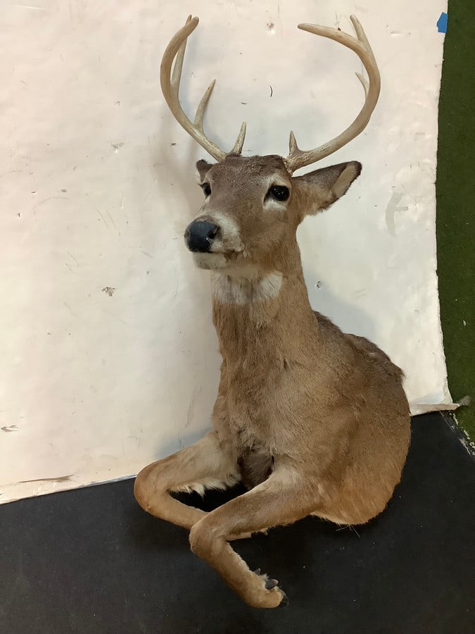 8 point buck hunting trophy (1 of 1)