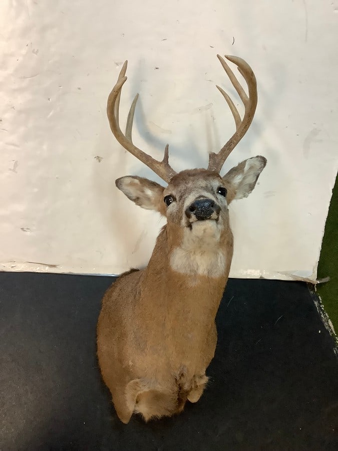 8 point buck hunting trophy (1 of 1)