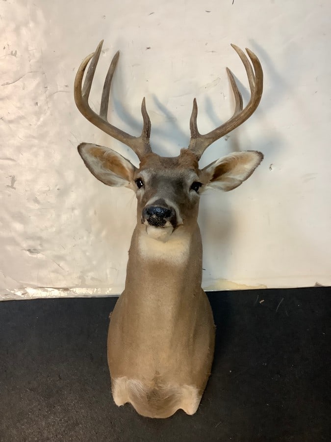 8 point buck hunting trophy (1 of 1)