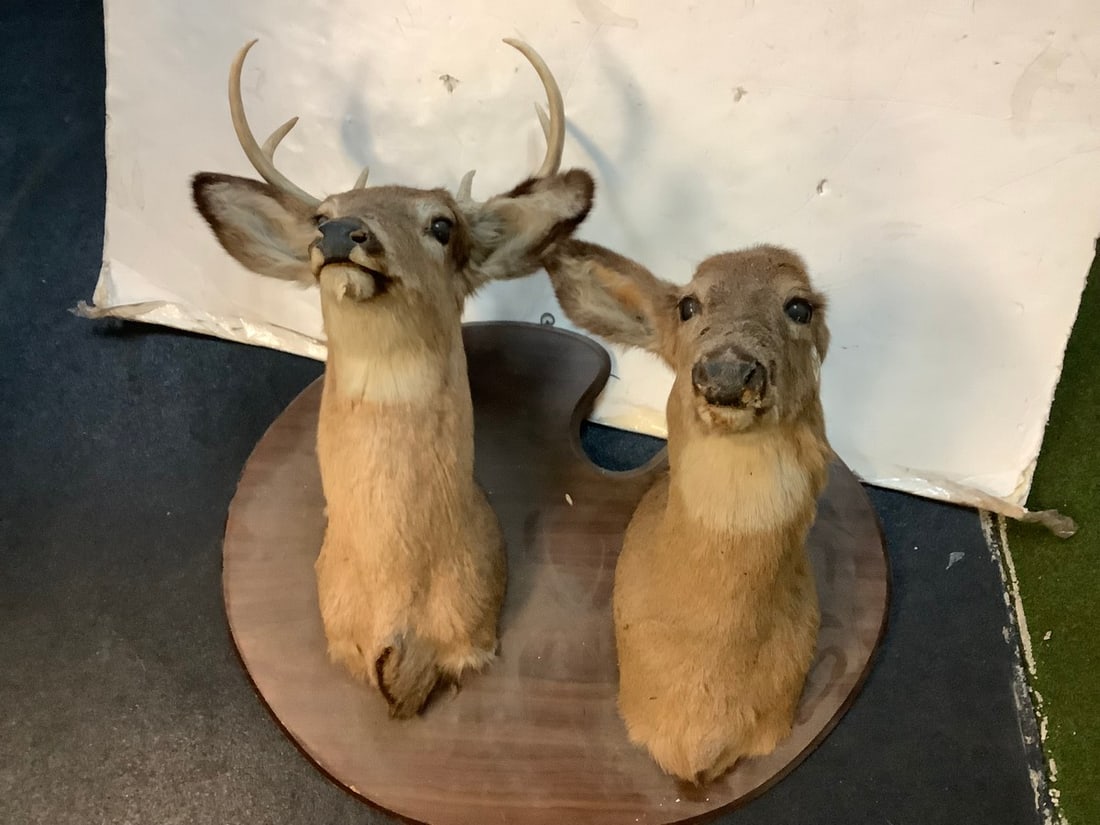 6 point buck and doe hunting trophy (1 of 1)