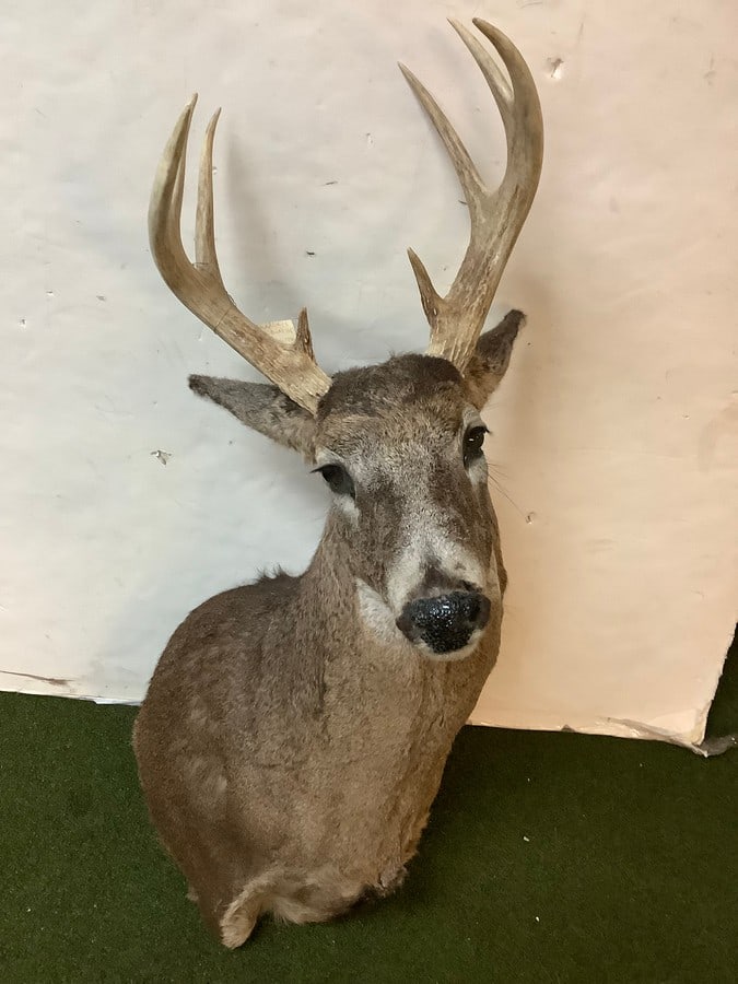 8 point deer hunting trophy (1 of 1)