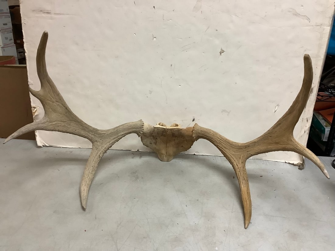 Moose Antlers (7 point) (1 of 1)