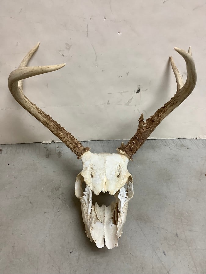 Deer Antlers (5 point) (1 of 1)