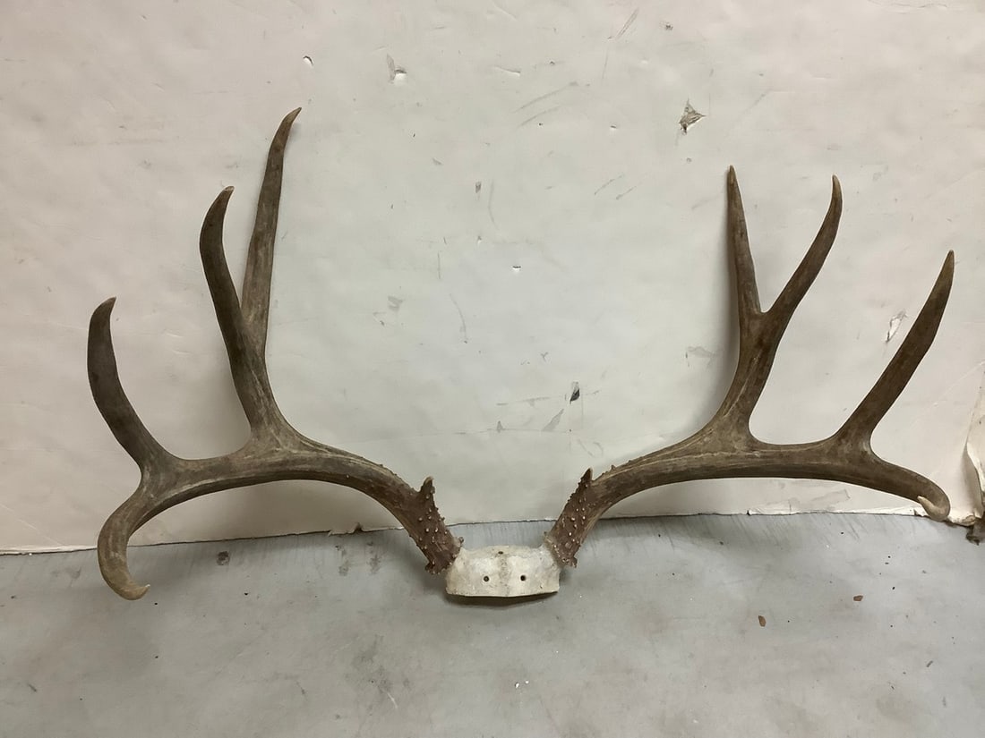 Deer Antlers (8 point) (1 of 1)