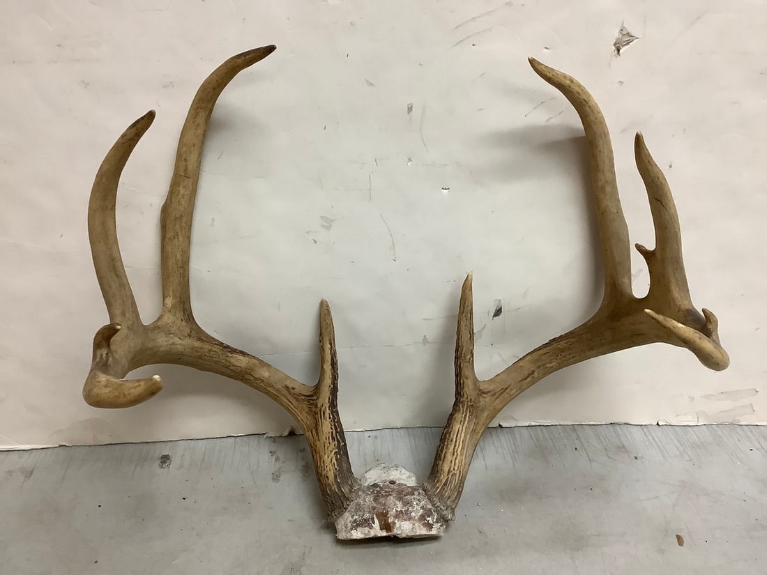 Deer Antlers (10 point) (1 of 1)