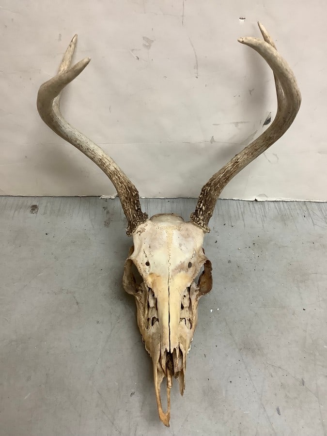 Deer Antlers (4 point) (1 of 1)