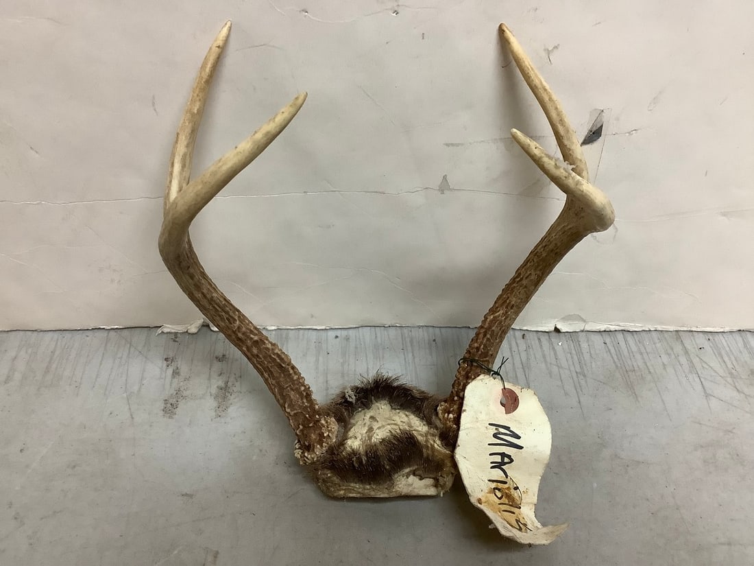 Deer Antlers (4 point) (1 of 1)