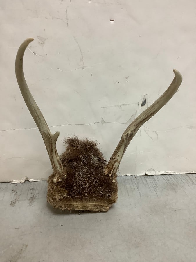 Deer Antlers (4 point) (1 of 1)