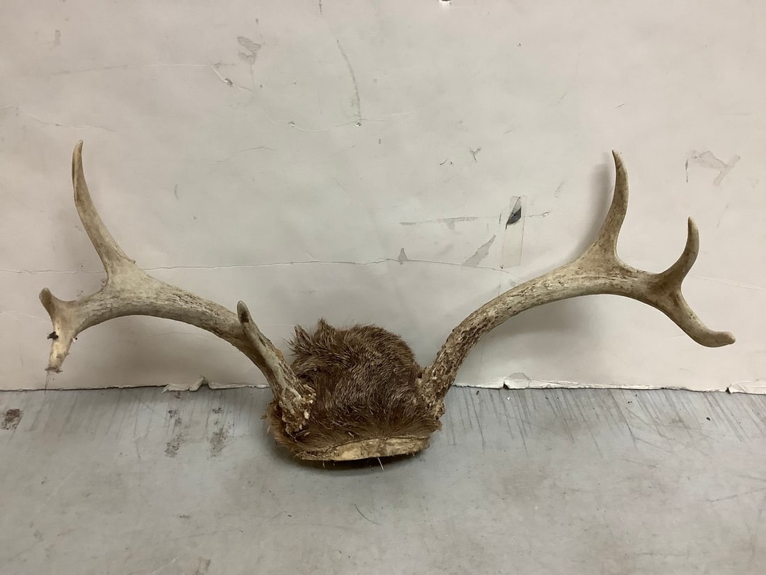Deer Antlers (7 point) (1 of 1)