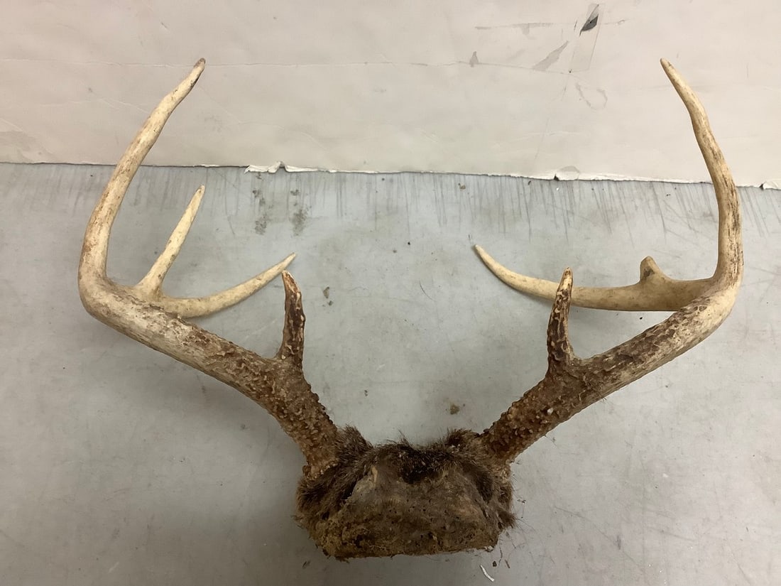 Deer Antlers (7 point) (1 of 1)