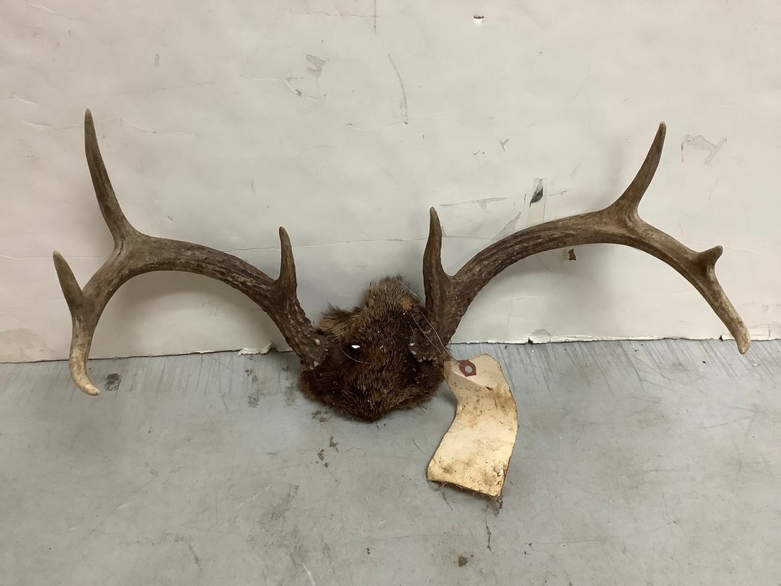 Deer Antlers (8 point) (1 of 1)